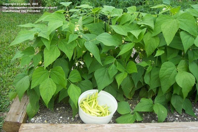 معرفی گیاهان - لوبیا